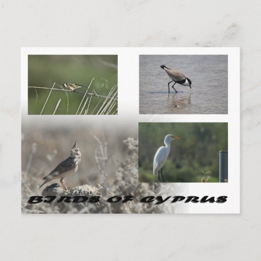 Vogels van het Cypriotische briefkaart (Voorkant)