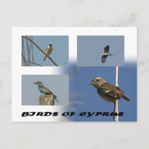 Vogels van het Cypriotische briefkaart