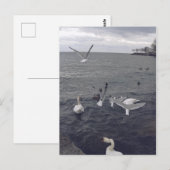 Vogels van het meer van Ontario Briefkaart (Voorkant / Achterkant)