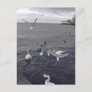 Vogels van het meer van Ontario Briefkaart