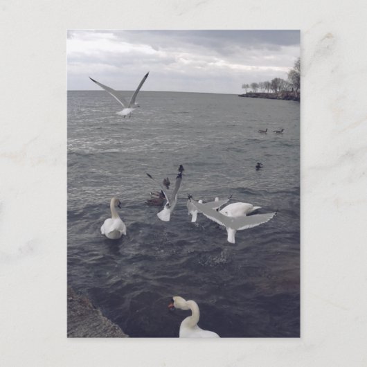 Vogels van het meer van Ontario Briefkaart (Voorkant)