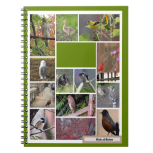Vogels van het Notitieboek Boston