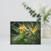 Vogels van het Paradijs-Briefkaart Briefkaart (Staand voorkant)