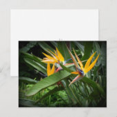 Vogels van het Paradijs-Briefkaart Briefkaart (Voorkant / Achterkant)