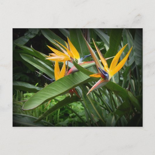 Vogels van het Paradijs-Briefkaart Briefkaart (Voorkant)