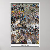 Vogels van het westen poster (Voorkant)