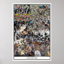 Vogels van het westen