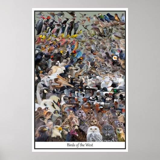 Vogels van het westen poster (Voorkant)