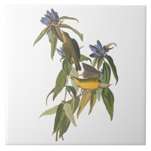 Vogels van John James Audubon Tegeltje (Voorkant)