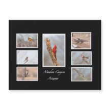 Vogels van Madera Canyon Arizona