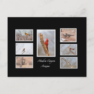 Vogels van Madera Canyon Arizona Briefkaart