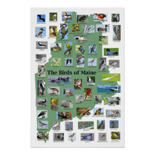 Vogels van Maine Poster
