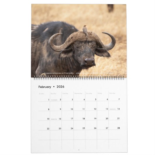 Vogels van Oost-Afrika 2026 kalender (Feb 2026)