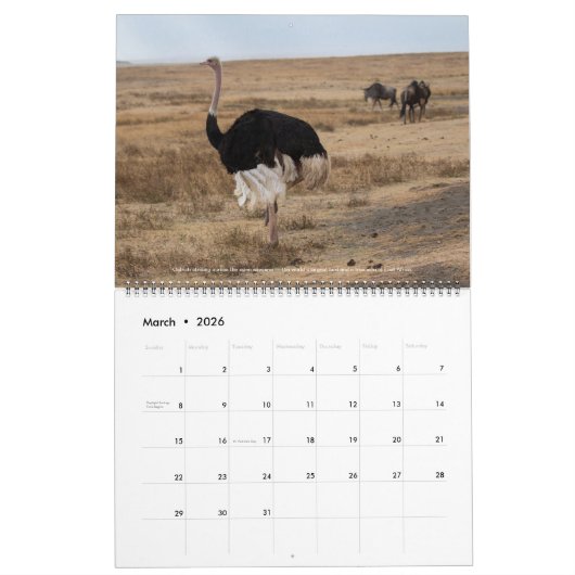 Vogels van Oost-Afrika 2026 kalender (Mar 2026)