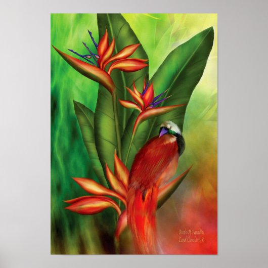 Vogels van paradijs, Poster/druk Poster (Voorkant)