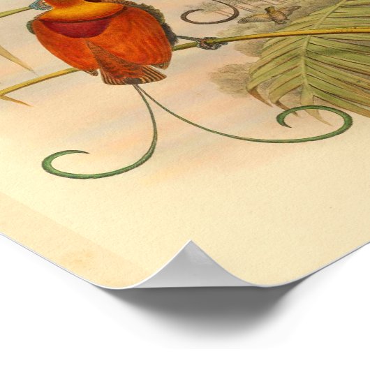 Vogels van Paradise Bird Green Red  Print (Hoek)