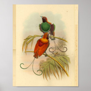 Vogels van Paradise Bird Green Red  Print