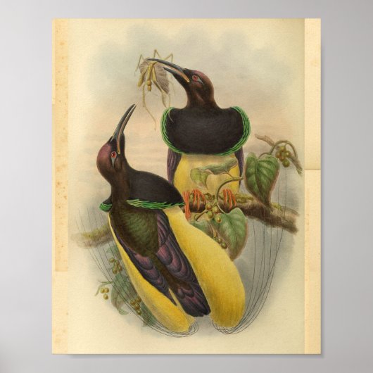 Vogels van Paradise Bird Green Yellow  Print (Voorkant)