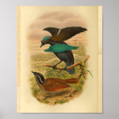 Vogels van Paradise Blue Brown  print (Voorkant)