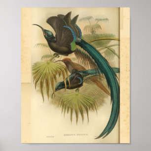 Vogels van Paradise Blue Green Color Print