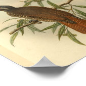 Vogels van Paradise Brown Black  print (Hoek)