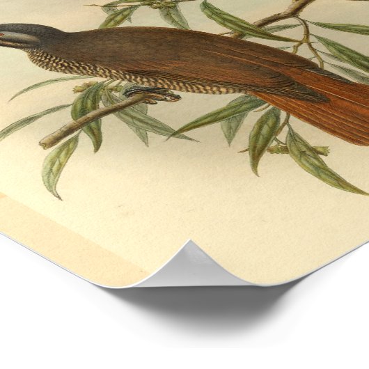 Vogels van Paradise Brown Black  print (Hoek)