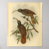 Vogels van Paradise Brown Black  print (Voorkant)