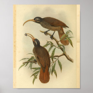 Vogels van Paradise Brown Black  print