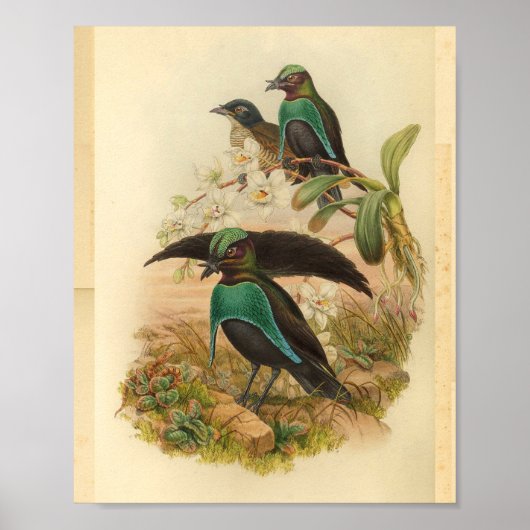 Vogels van Paradise Green Blue  Print (Voorkant)
