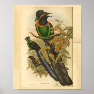 Vogels van Paradise Green Red Print