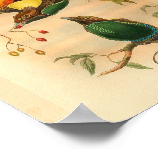 Vogels van Paradise Green Yellow  Print (Hoek)