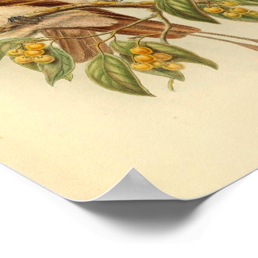 Vogels van Paradise Green Yellow  Print (Hoek)