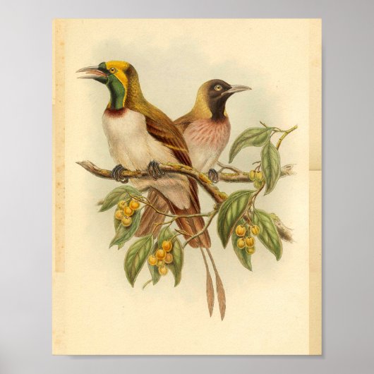 Vogels van Paradise Green Yellow  Print (Voorkant)