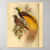 Vogels van Paradise Green Yellow Print (Voorkant)