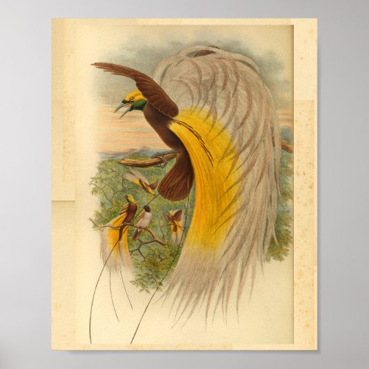 Vogels van Paradise Green Yellow  Print (Voorkant)