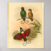 Vogels van Paradise Red Green  Print (Voorkant)
