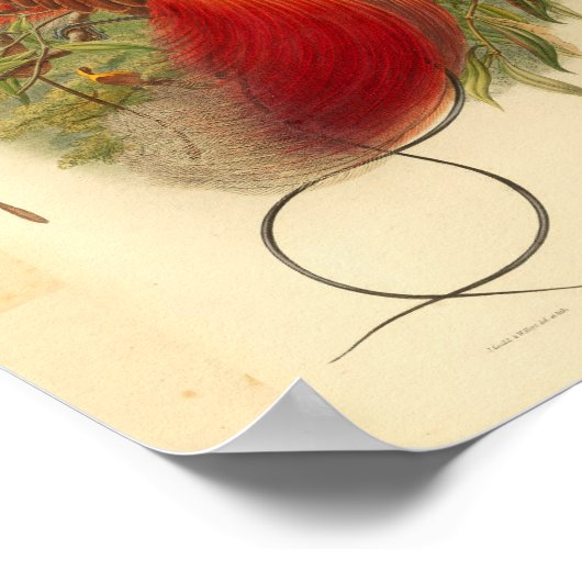 Vogels van Paradise Red Green Yellow  Print (Hoek)