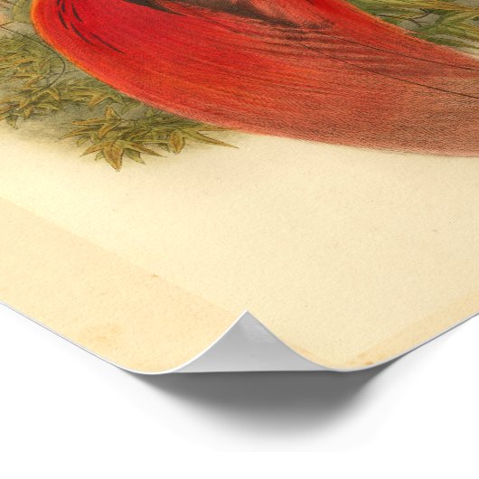 Vogels van Paradise Red Green Yellow  Print (Hoek)