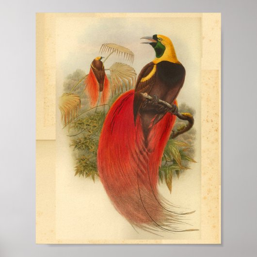 Vogels van Paradise Red Green Yellow  Print (Voorkant)