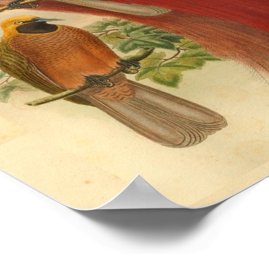 Vogels van Paradise Red Yellow  Print (Hoek)
