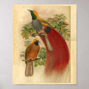 Vogels van Paradise Red Yellow  Print