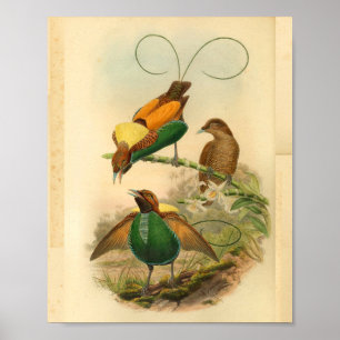 Vogels van Paradise Yellow Green  Print