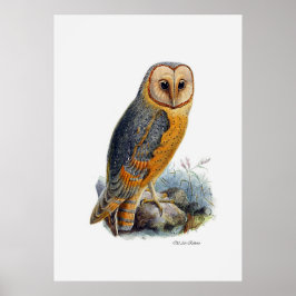 vogels van proy ~ Barn Owl Poster