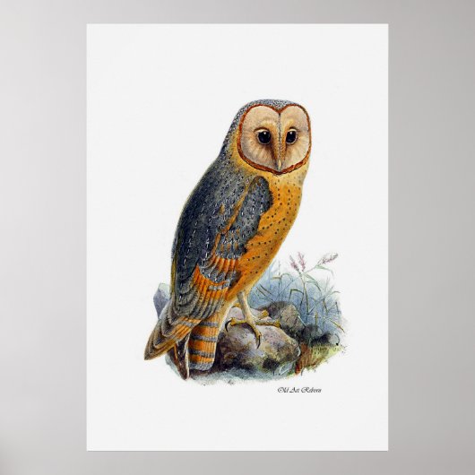 vogels van proy ~ Barn Owl Poster (Voorkant)