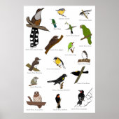 Vogels van Puerto Rico Poster (Voorkant)