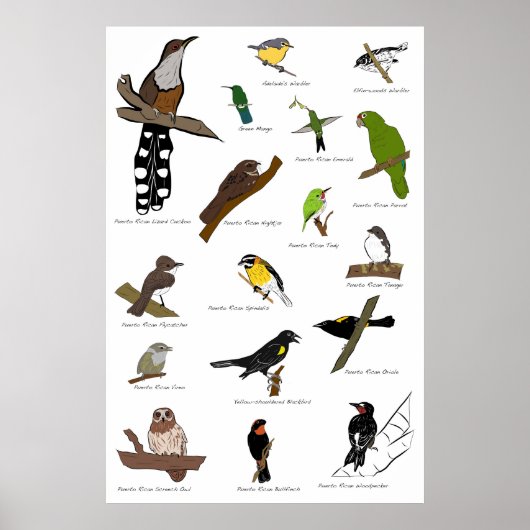 Vogels van Puerto Rico Poster (Voorkant)
