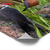 Vogels van waterrijke gebieden poster (Hoek)