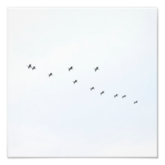 Vogels vliegen aan de hemel foto afdruk (Voorkant)