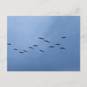 Vogels vliegen in V-formatie Natuurfotografie Briefkaart
