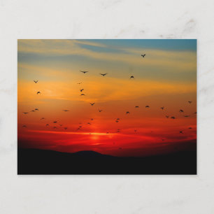 Vogels vliegen op zonsondergang, foto van foto's o briefkaart